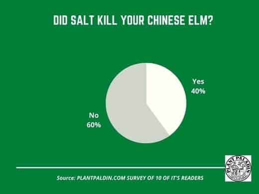 does salt kill Chinese elm trees - survey results