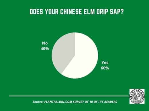 Do Chinese Elm trees drip sap - survey results