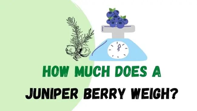 How much does a Juniper berry weigh?