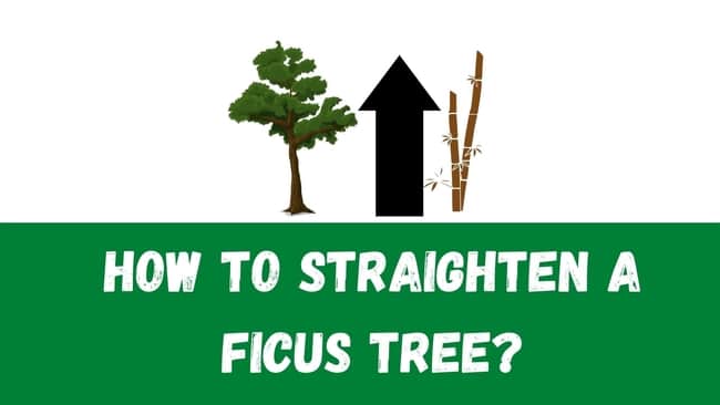 How do you straighten a ficus tree