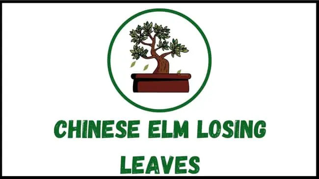 Chinese Elm losing leaves