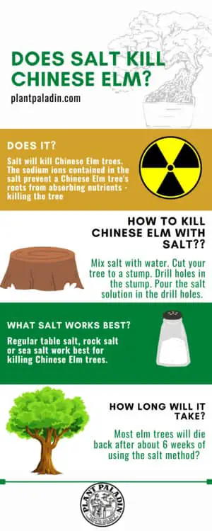 does salt kill Chinese elm trees - infographic