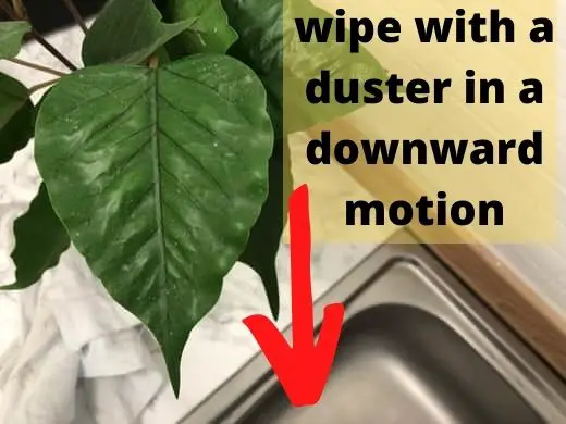 Wipe the fake Ficus away from the leaves