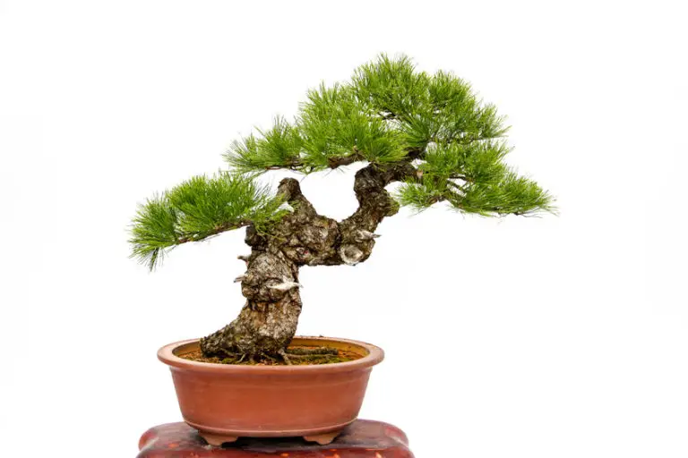 How Much Does a Juniper Tree Cost The True Price Revealed Plant Paladin