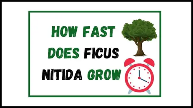 How fast Does Ficus Nitida grow?