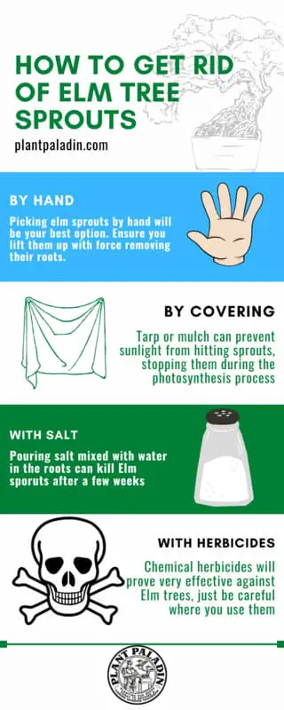 how to get rid of Elm tree sprouts - infographic