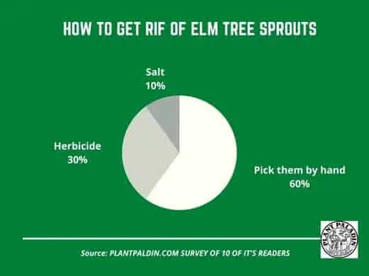 how to get rid of Elm tree sprouts - survey results