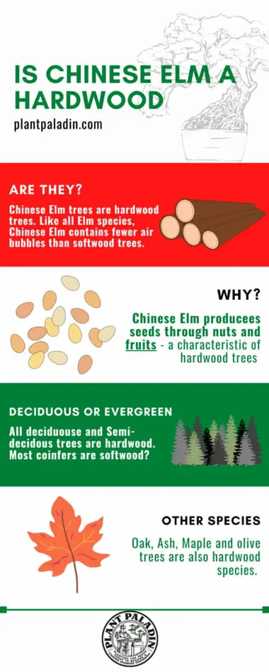 is Chinese elm a hardwood - infographics