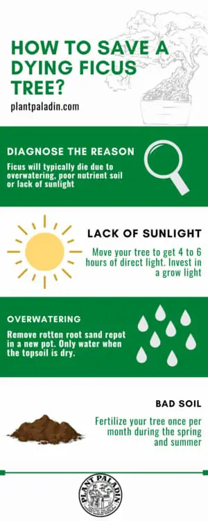 How to save a dying ficus tree - infographic