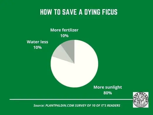How to save a dying ficus tree - survey results