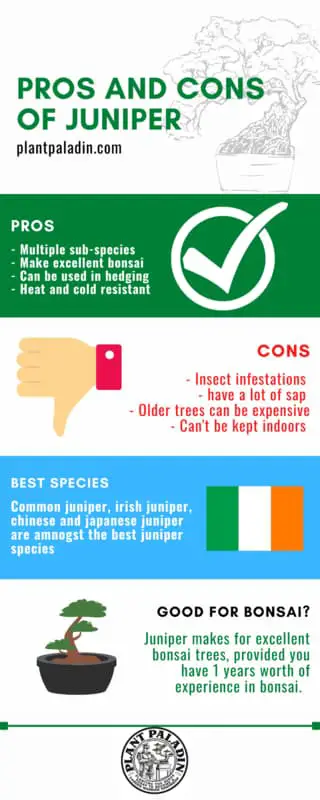 Pros and cons of Juniper trees - infographic