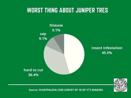 Survey on pros and cons of Juniper trees - cons