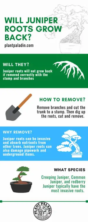 will juniper roots grow back - Infographic
