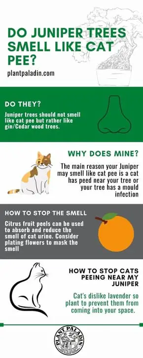 Do juniper trees smell like cat pee - infographic