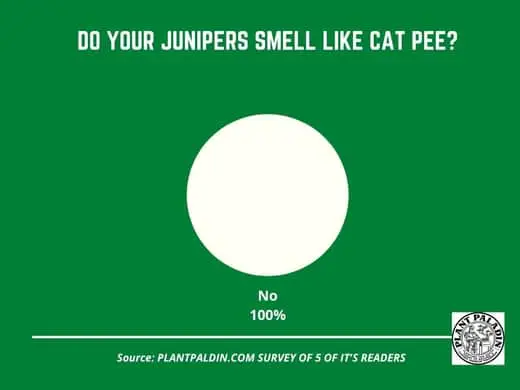 Do juniper trees smell like cat pee - Survey results 