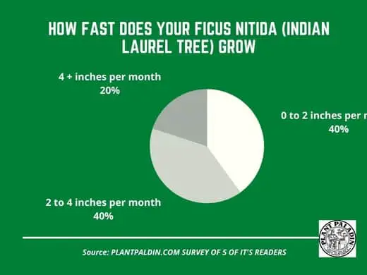How fast Does Ficus Nitida grow? survey