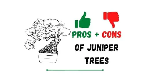 Pros And Cons Of Juniper trees 