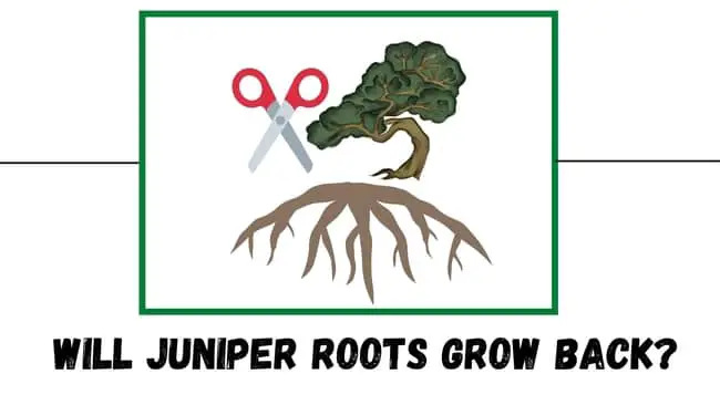 will juniper roots grow back