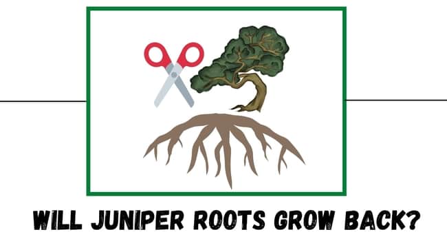 will juniper roots grow back