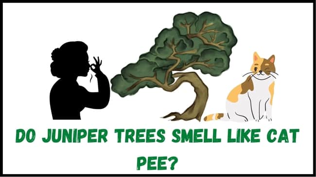 Do Juniper Trees Smell Like Cat Pee? (yes or no?)