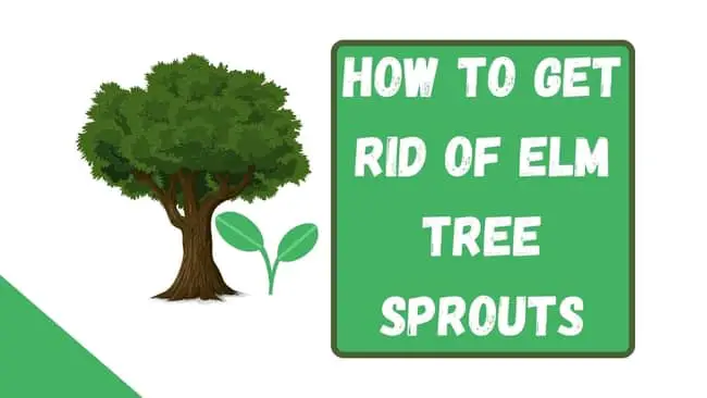 how to get rid of Elm tree sprouts