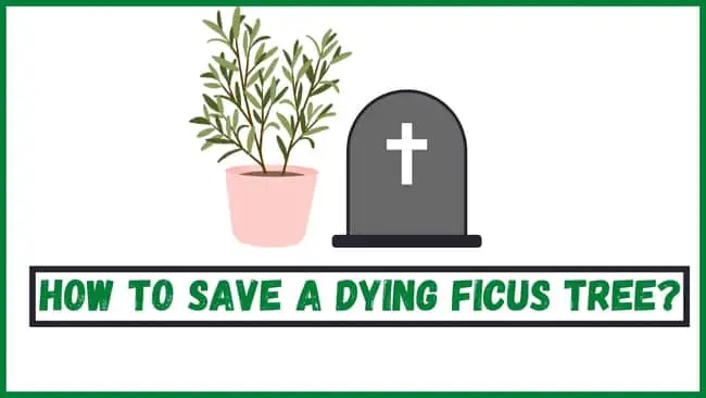 How to save a dying Ficus tree