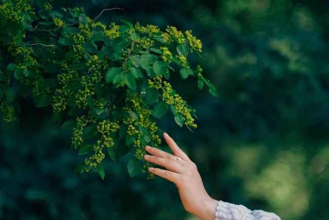 is Chinese elm a hardwood