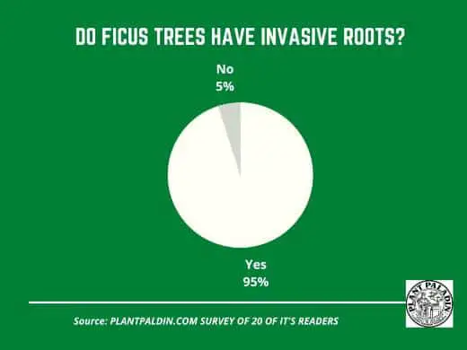 do ficus trees have invasive roots - survey results