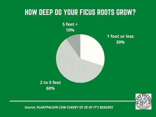 How deep do ficus roots grow - survey results