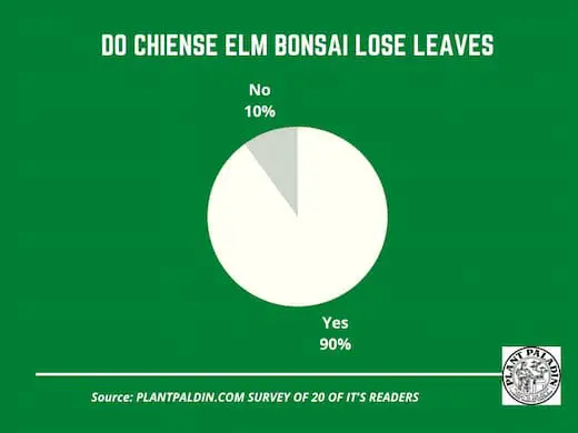 Chinese elm bonsai losing leaves in summer- survey