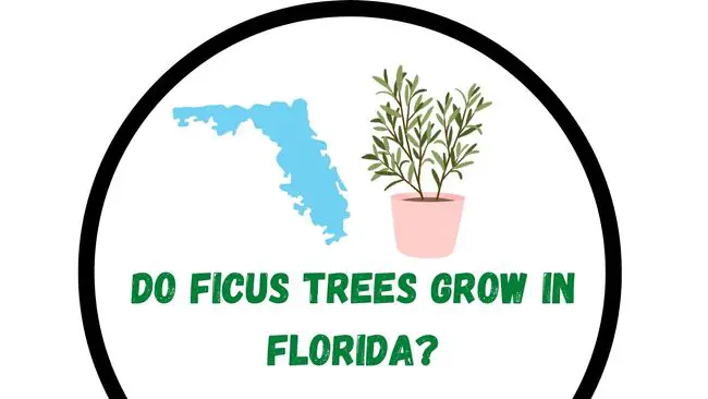 do ficus trees grow in Florida