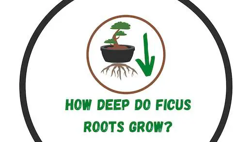 How deep do ficus roots grow