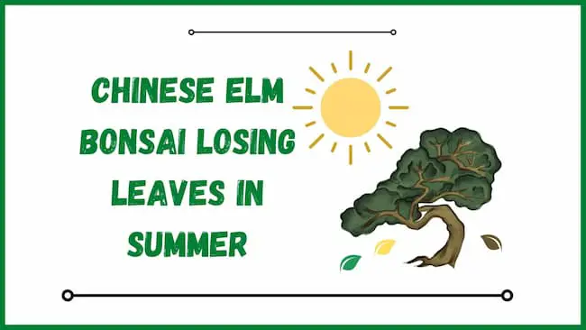 Chinese Elm Bonsai Losing Leaves In Summer