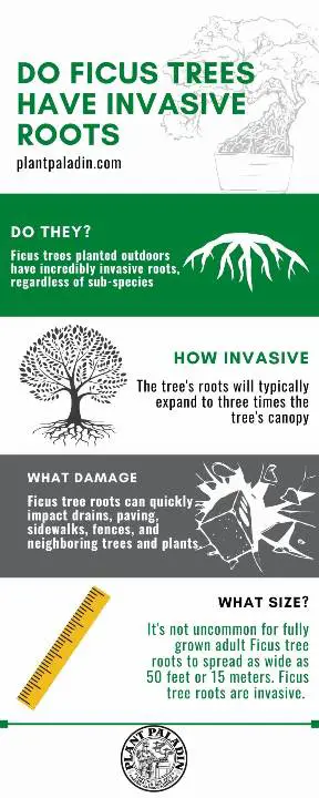 do ficus trees have invasive roots - infographic