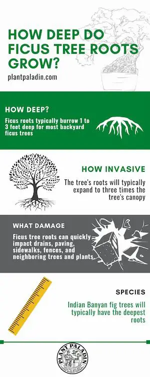 How deep do ficus roots grow - infographic