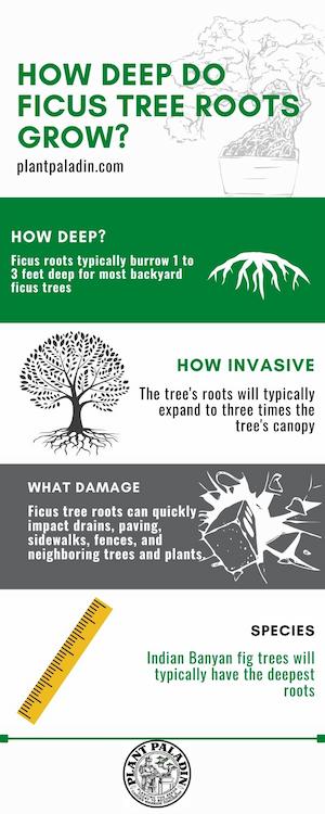 How deep do ficus roots grow - infographic