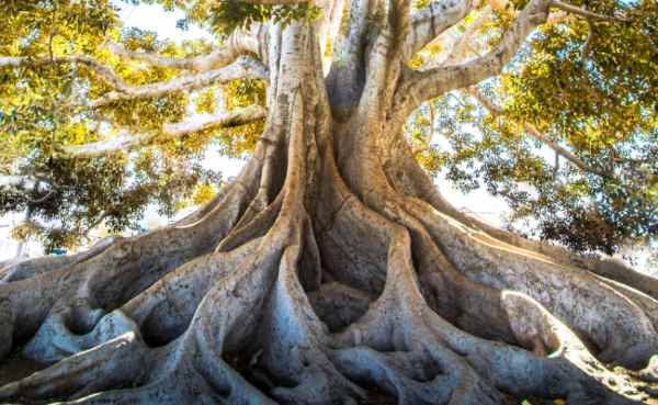 do ficus trees have invasive root