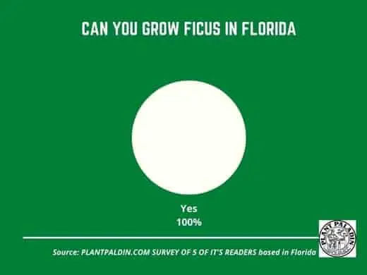 do ficus trees grow in Florida - survey results