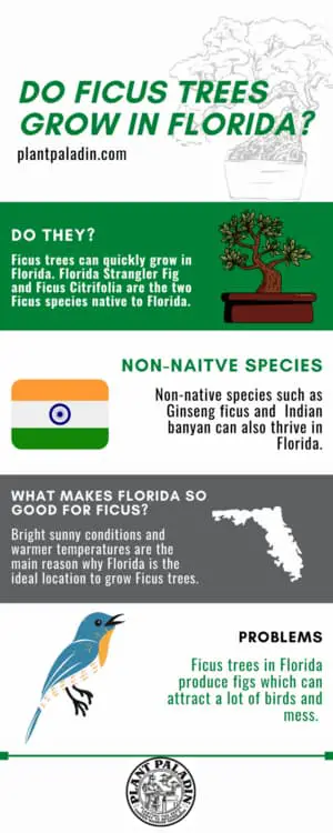 do ficus trees grow in Florida - infographic 