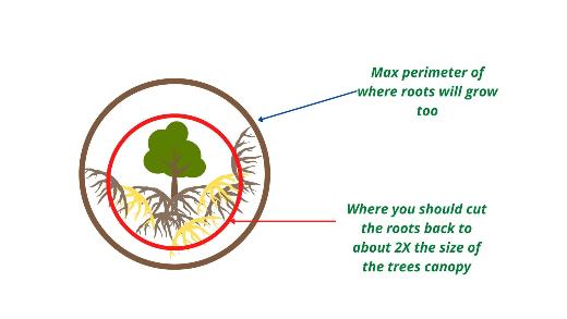 how far back to trim Ficus roots