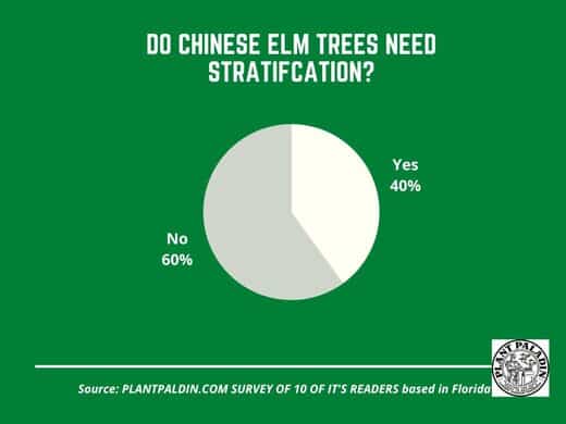 Do Chinese Elm Seeds Need Stratification - Survey Results