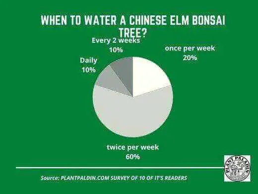 When to water Chinese elm bonsai - survey results