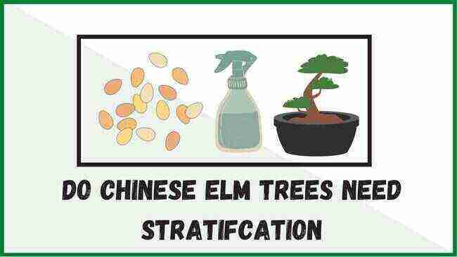 Do Chinese Elm Seeds Need Stratification 