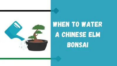 When To Water Chinese Elm Bonsai? (How Often To Water?)