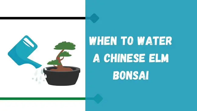 When to water Chinese elm bonsai