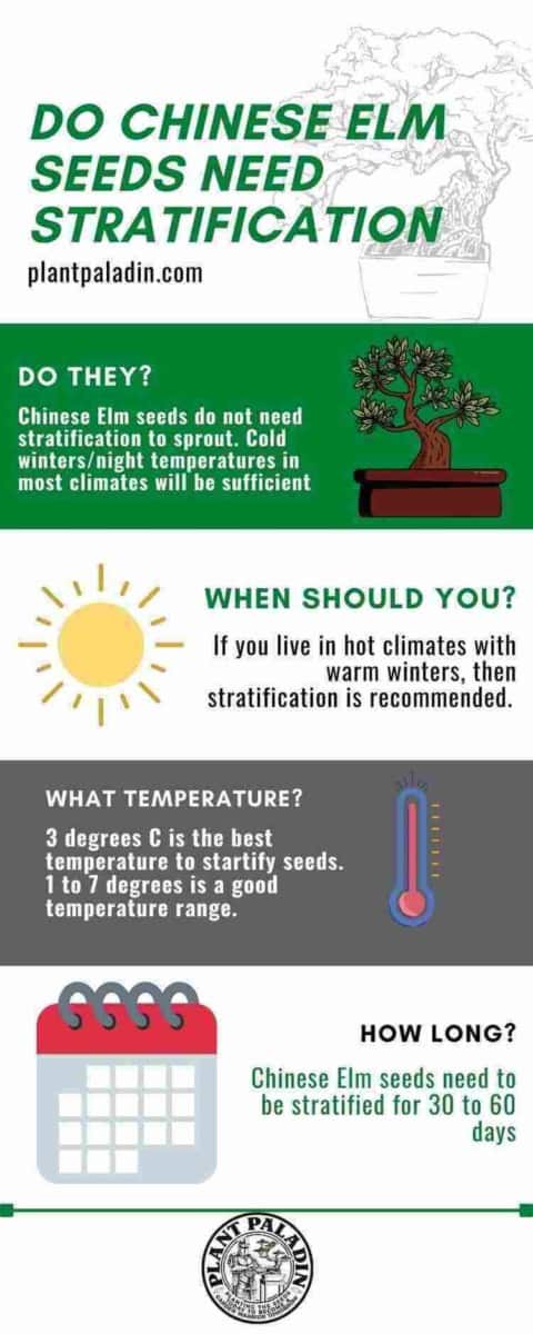 Do Chinese Elm Seeds Need Stratification infographic