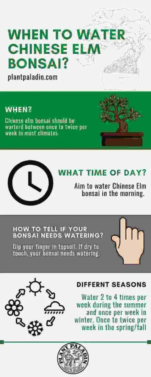When to water Chinese elm bonsai - infographic
