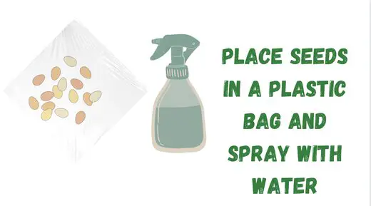 Place seeds in a bag and spray with water