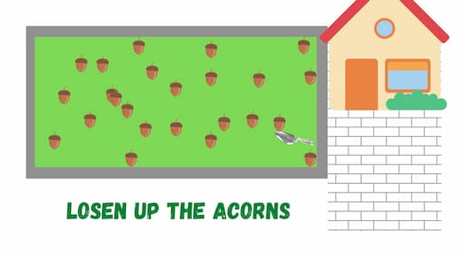 Loosen up the acorns