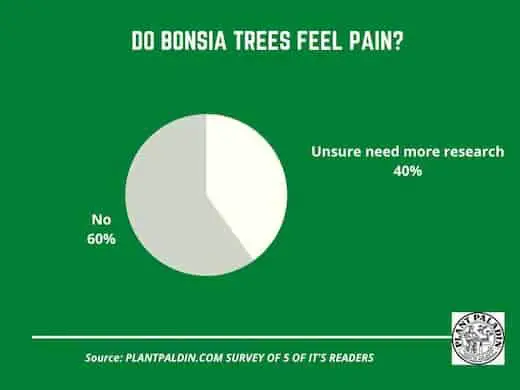 Do bonsia trees feel pain? survey results